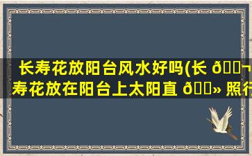 长寿花放阳台风水好吗(长 🐬 寿花放在阳台上太阳直 🌻 照行吗)